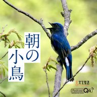 朝の小鳥#194（戸隠のクロジ（長野県））