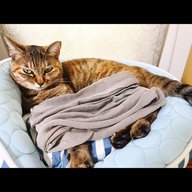 陰陽座 黒猫のねこまんまRADIO 第22夜