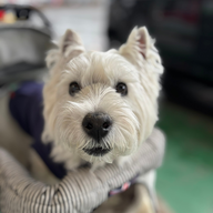 #59　ワン友さんからのメッセージ紹介／ワンコと一緒に行けるオススメのお店紹介