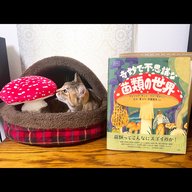 陰陽座 黒猫のねこまんまRADIO 第13夜
