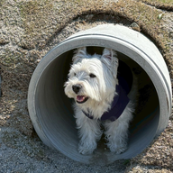 #65　わんだふるおぢさんが登場！「RKB福岡百道浜ドッグフェスタ」の振り返り