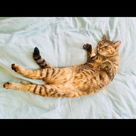 陰陽座 黒猫のねこまんまRADIO 第23夜