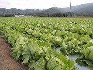 2024.6.29　７月２日は「夏の長野県産レタスの日」　JA全農長野