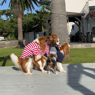 #44　ワン友さんからのメッセージ紹介／ワンコと一緒に行けるオススメのお店