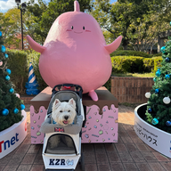 #48　玲香さんよりエジプトで見かけたワンコレポ！／DOOG MORNING 新春特番について