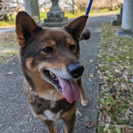 #58　ゲスト：わんこのおやつ「HIROMARU」丸山健太さん