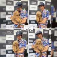 わんちゃんをこよなく愛する芸人さん／アンガールズ山根さんvol.2 ロクシーちゃんのおやつ活用法🍪